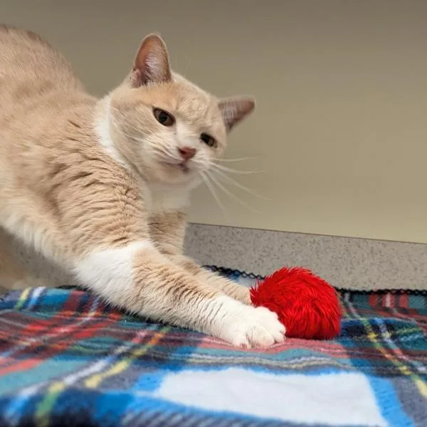 Pankcakes thumbnail 2