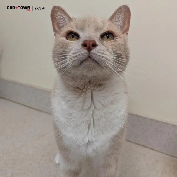 Pankcakes thumbnail 3