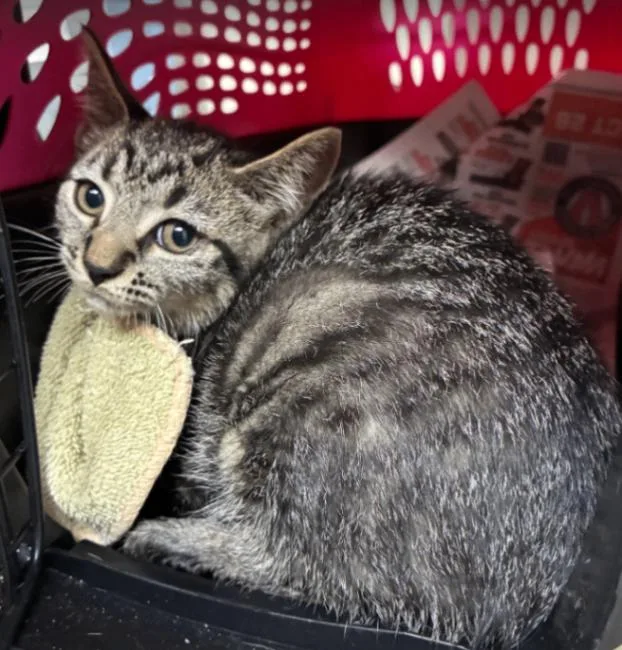 A young small-sized female Tabby (Brown / Chocolate) Domestic Short Hair cat named Bee for adoption in Cincinnati, OH