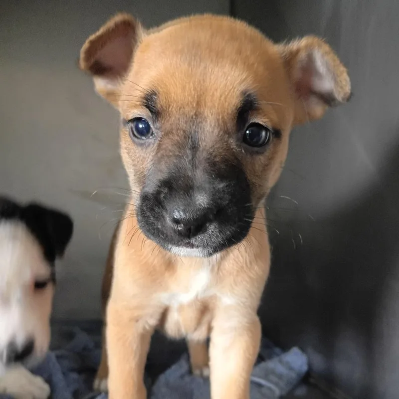 A baby small-sized female Yellow / Tan / Blond / Fawn Terrier dog named Nora for adoption in Clarksdale, MS