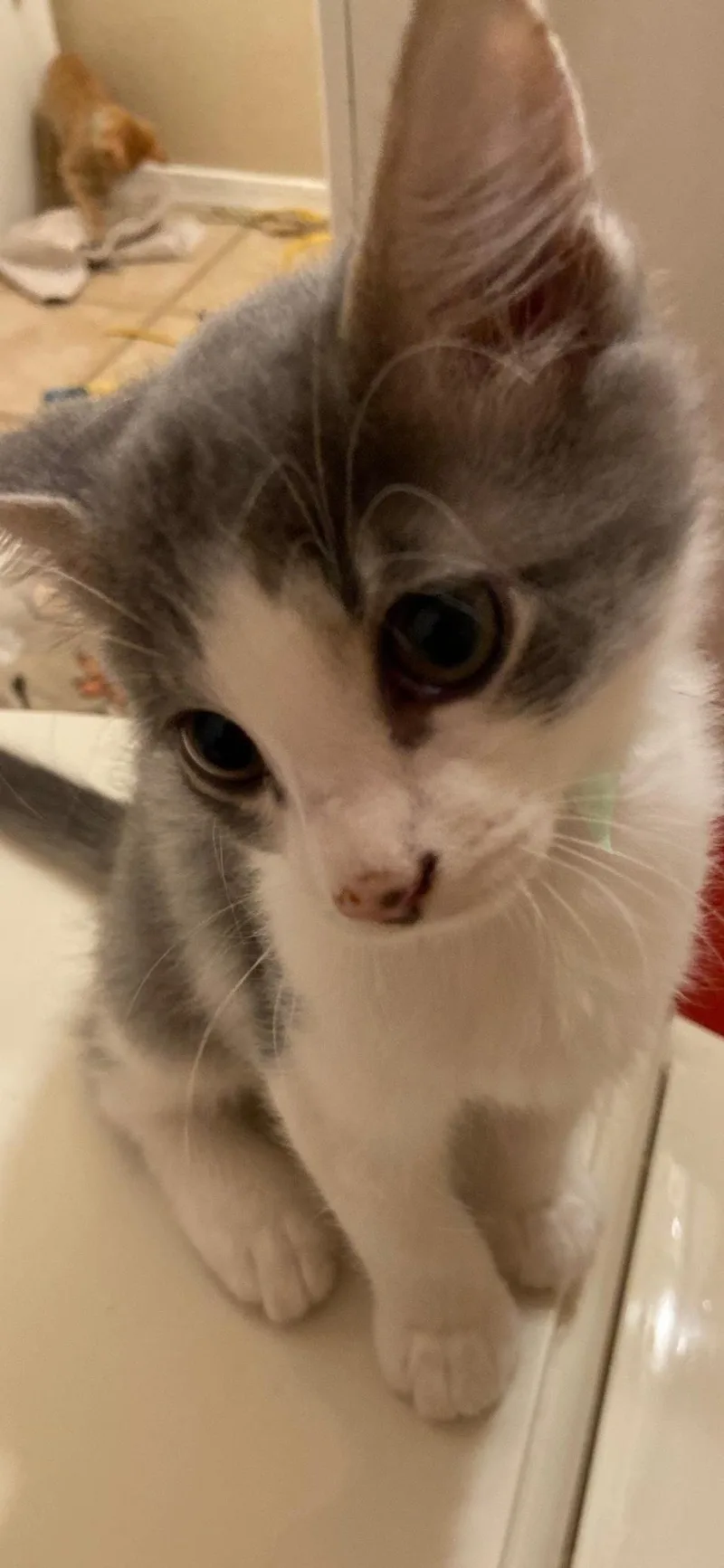 A young medium-sized male Gray & White Domestic Short Hair cat named Taco for adoption in Scottsdale, AZ
