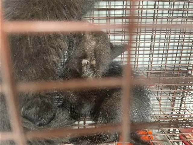 A baby small-sized female Domestic Short Hair cat named A for adoption in Houston, TX