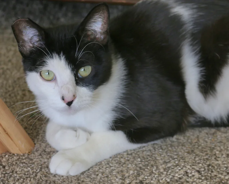 A young medium-sized female Black & White / Tuxedo Tuxedo cat named Pearl for adoption in Springfield, OR