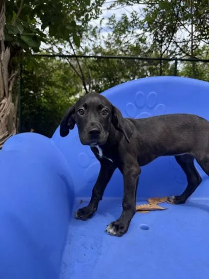 A young small-sized female Great Dane dog named Cerani for adoption in North Miami Beach, FL