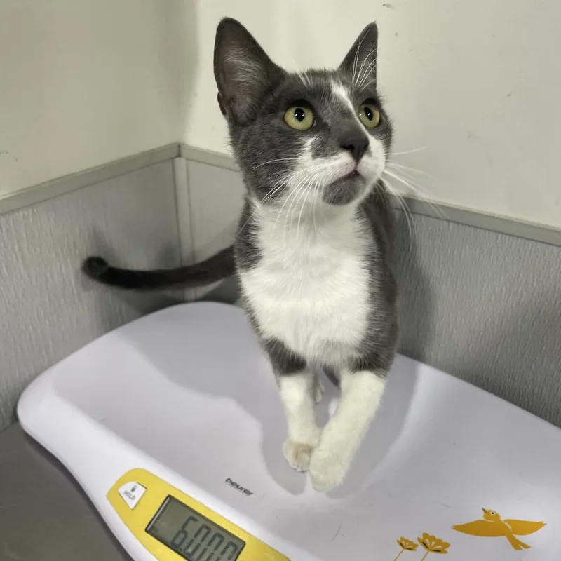 A young medium-sized male Gray / Blue / Silver Domestic Short Hair cat named Jaime for adoption in Tampa, FL