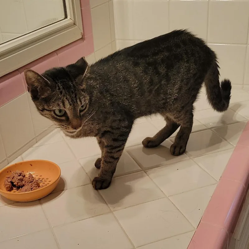 A young medium-sized female Gray / Blue / Silver Domestic Short Hair cat named Wendy for adoption in Baytown, TX