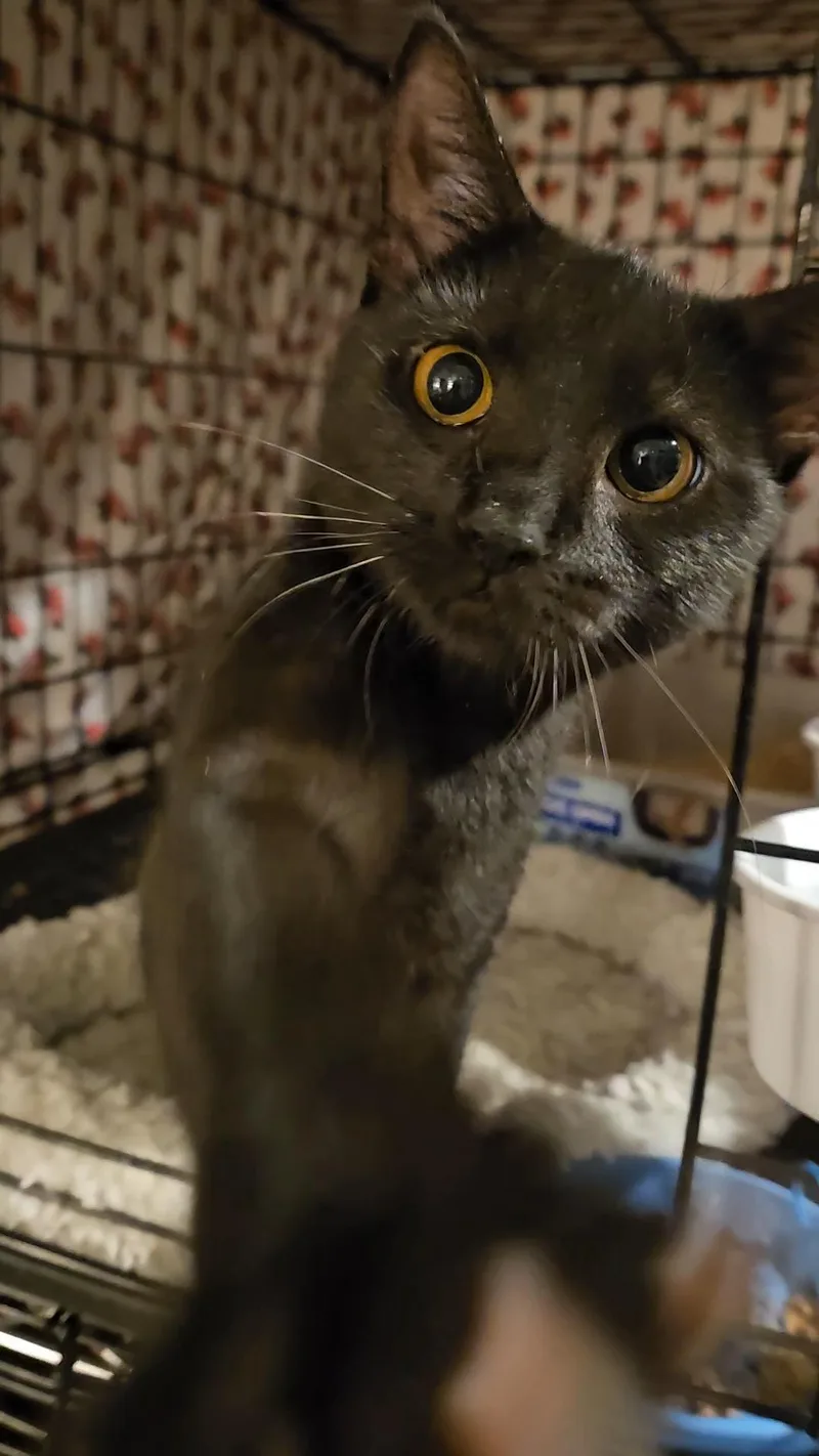 A baby medium-sized female Black Domestic Short Hair cat named Heidi N. A for adoption in New York, NY