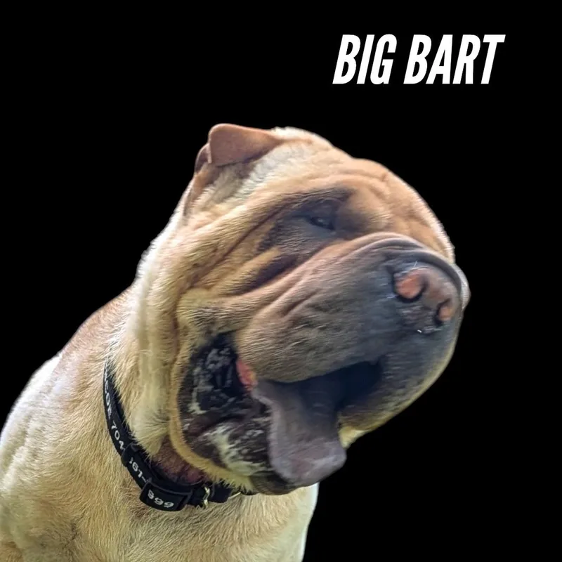 Big Bart