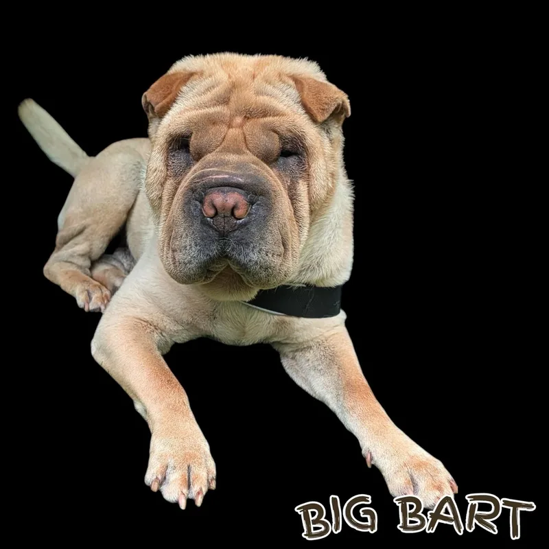 Big Bart thumbnail 2