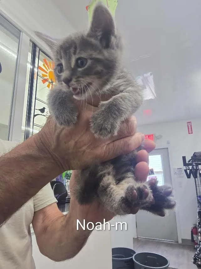 A baby large-sized male Domestic Short Hair cat named Noah for adoption in Glenfield, NY