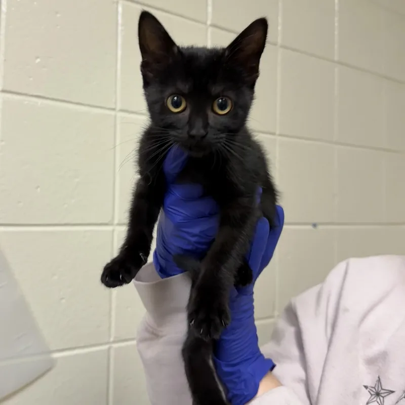 A baby small-sized female Domestic Short Hair cat named Pawla Abdul for adoption in Kearney, NE