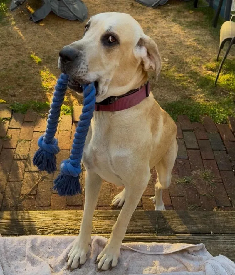 An adult extra large-sized female Great Dane dog named Luna Mae for adoption in Bullard, TX