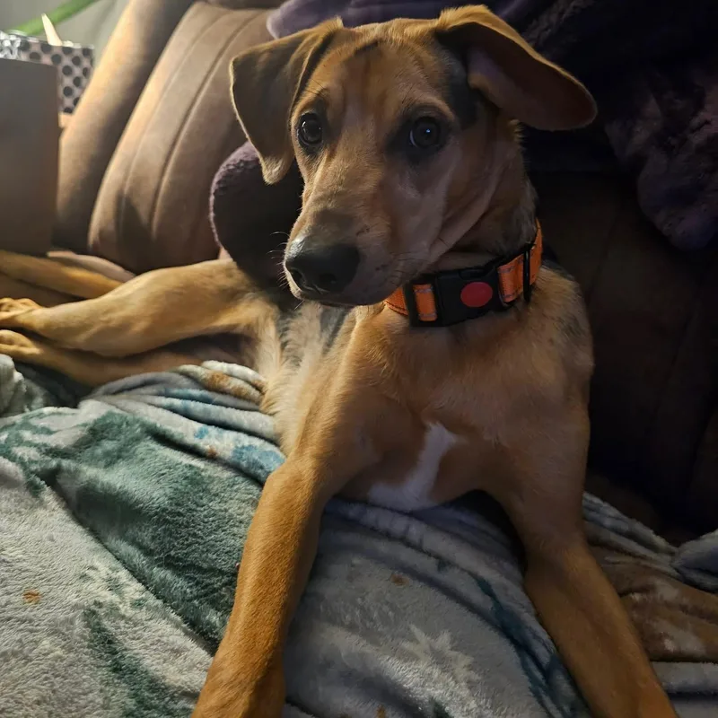 Patchy Boy thumbnail 2