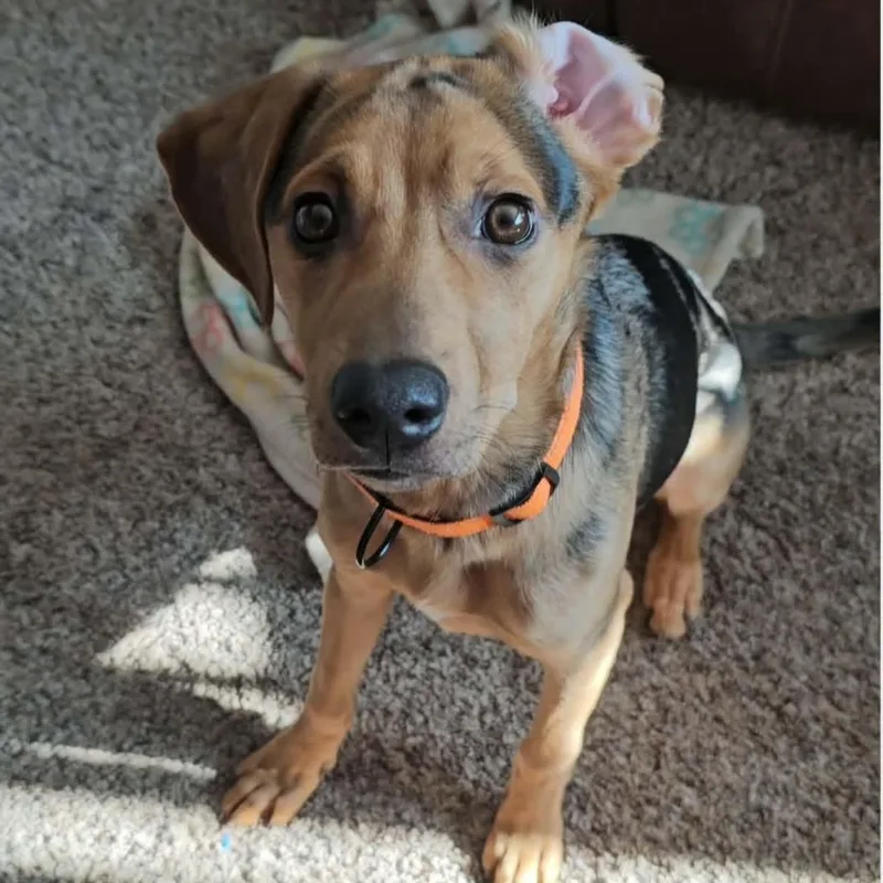 Patchy Boy thumbnail 3