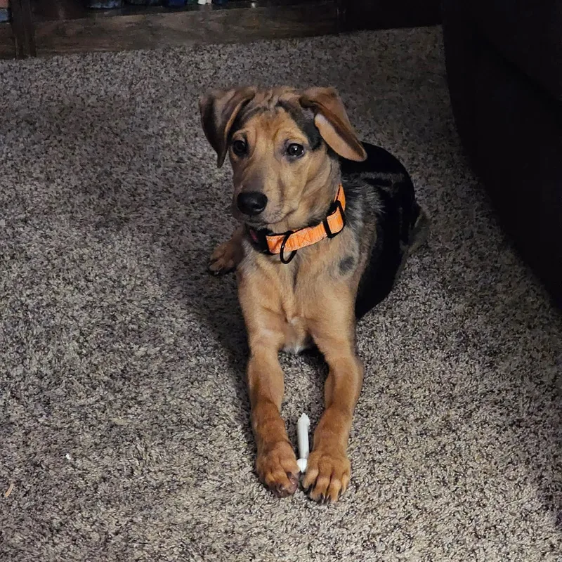 Patchy Boy thumbnail 4