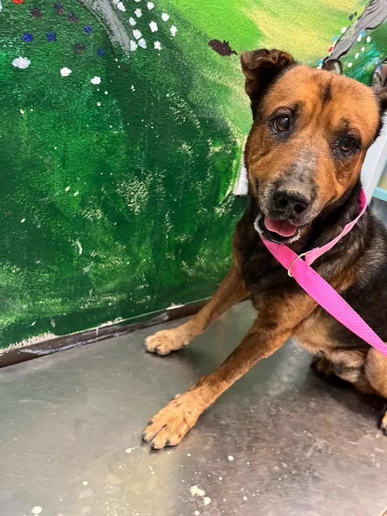 A senior medium-sized male German Shepherd Dog dog named Chong for adoption in New Braunfels, TX