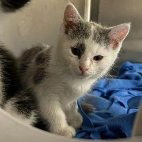 A baby small-sized female Black Domestic Short Hair cat named Anya for adoption in Caryville, TN