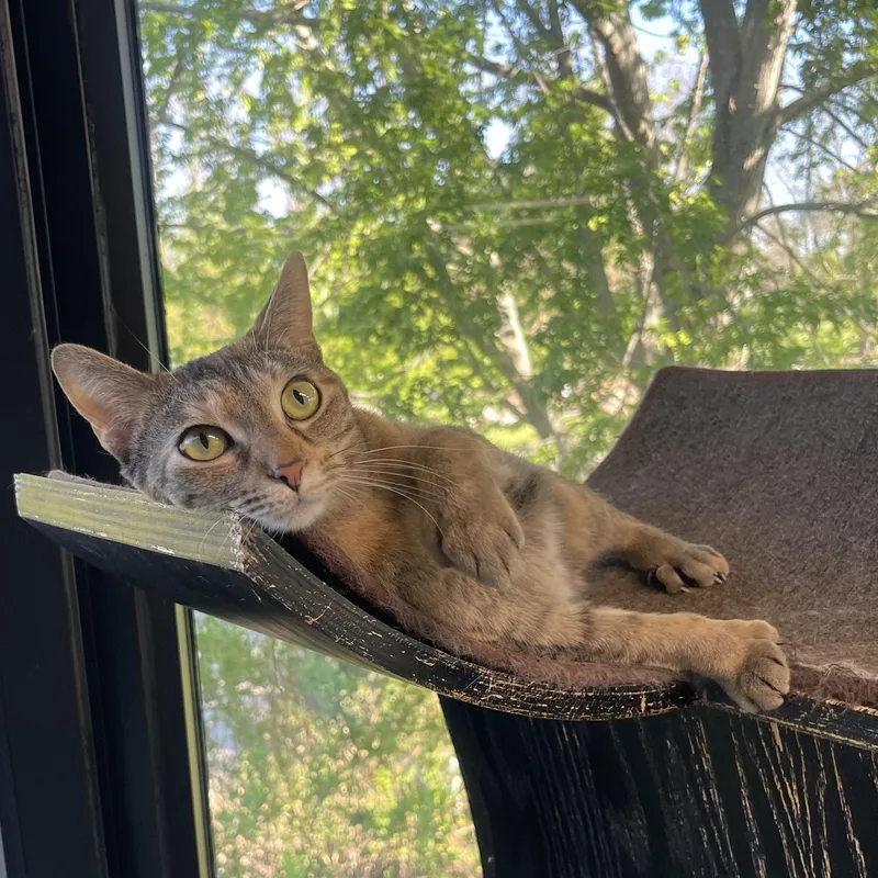 Mila