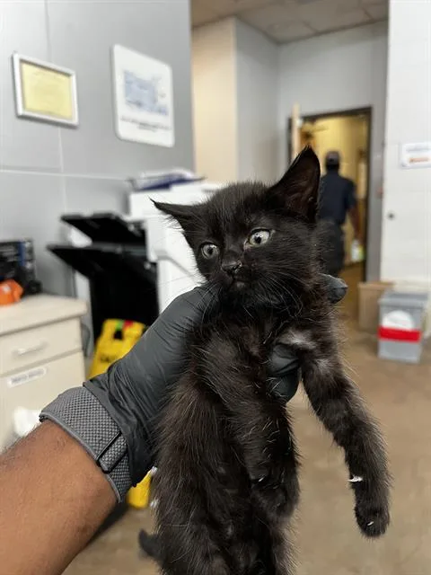 A baby medium-sized female Domestic Medium Hair cat named Mochi for adoption in Dallas, TX