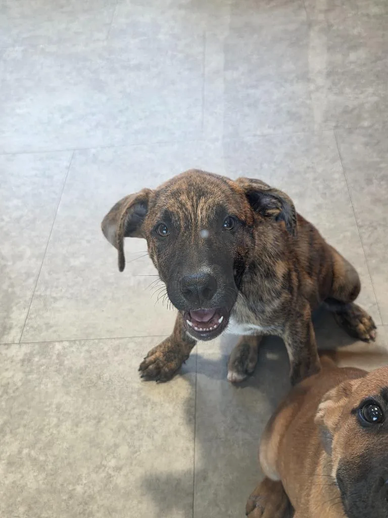 A baby medium-sized male Mixed Breed dog named Paco for adoption in Bossier City, LA