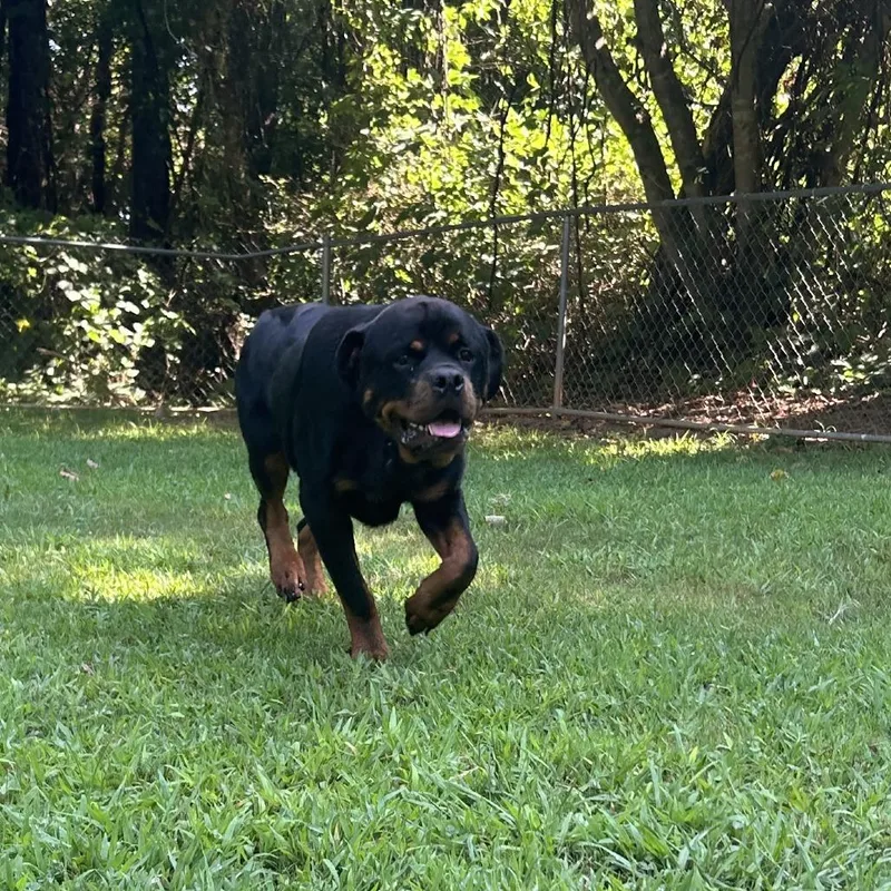 An adult large-sized male Black Mixed Breed dog named Edward for adoption in Auburn, AL