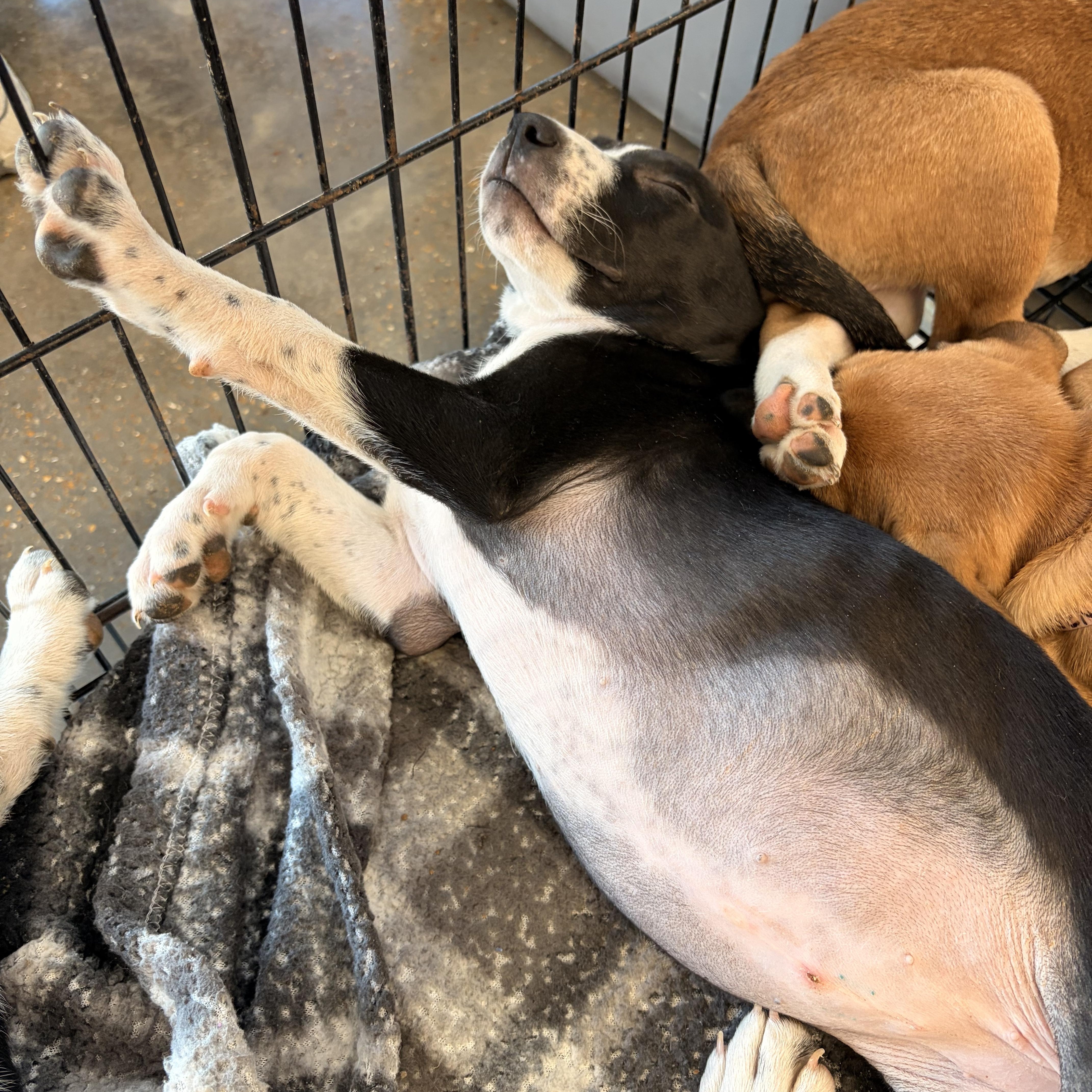 A baby medium-sized male Beagle dog named Jojo for adoption in Melbourne, AR