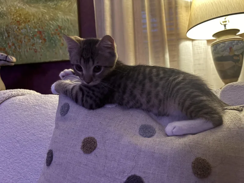 A baby medium-sized male Tabby (Buff / Tan / Fawn) Domestic Medium Hair cat named Peter for adoption in Mayfield, NY