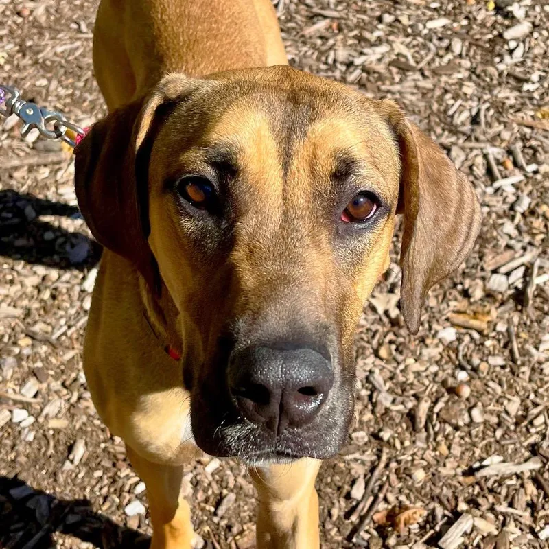 An adult large-sized female Brown / Chocolate Great Dane dog named Maribel for adoption in Deerfield, IL