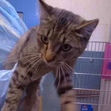 An adult medium-sized female Domestic Short Hair cat named Betty for adoption in Rapid City, SD