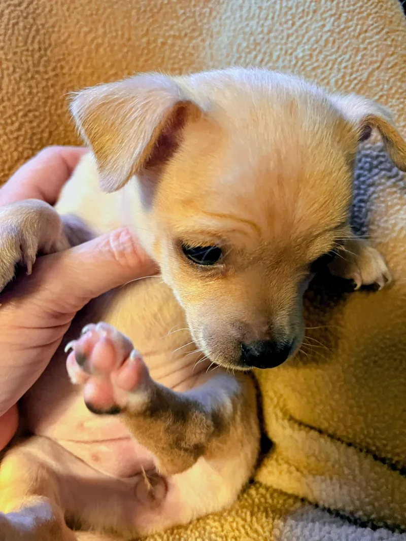 A baby small-sized female Chihuahua dog named Ginger for adoption in Evergreen, CO