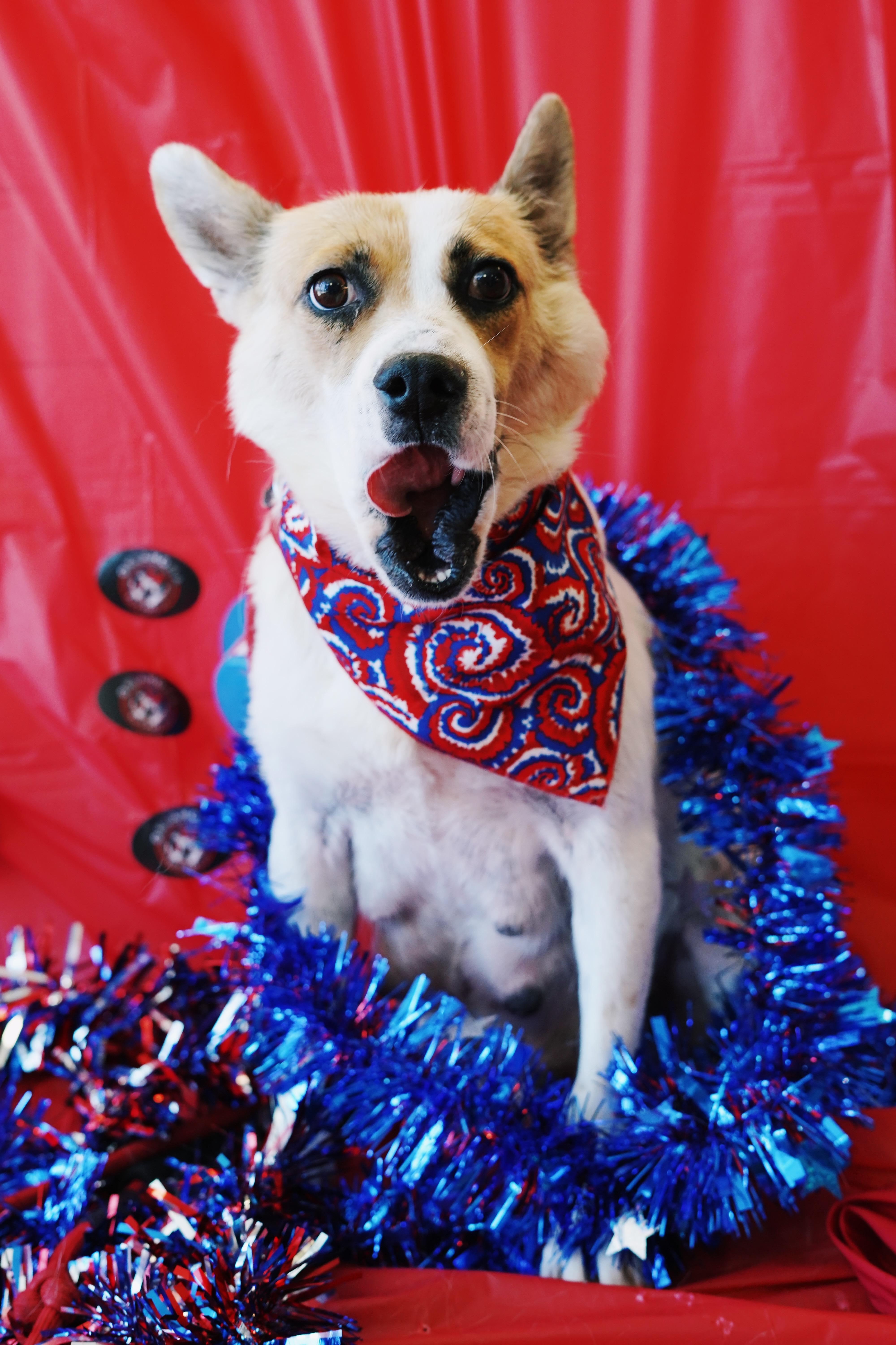 Independence “indy” thumbnail 2