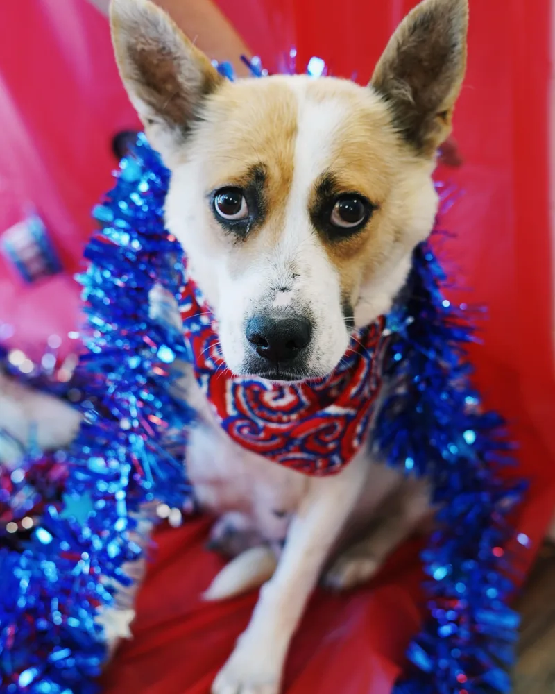 Independence “indy” thumbnail 3