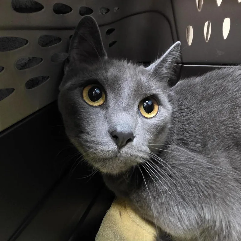 An adult medium-sized female Gray / Blue / Silver Domestic Short Hair cat named Sarah for adoption in Tacoma, WA