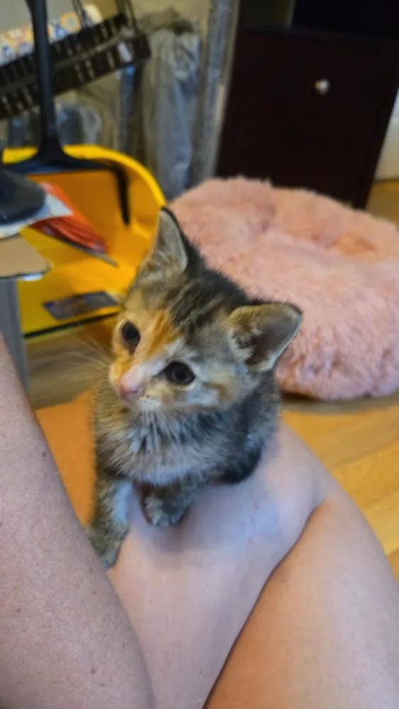 A baby small-sized female Brown / Chocolate Tabby cat named Frack for adoption in Chicago, IL