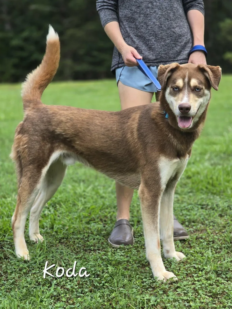 Koda