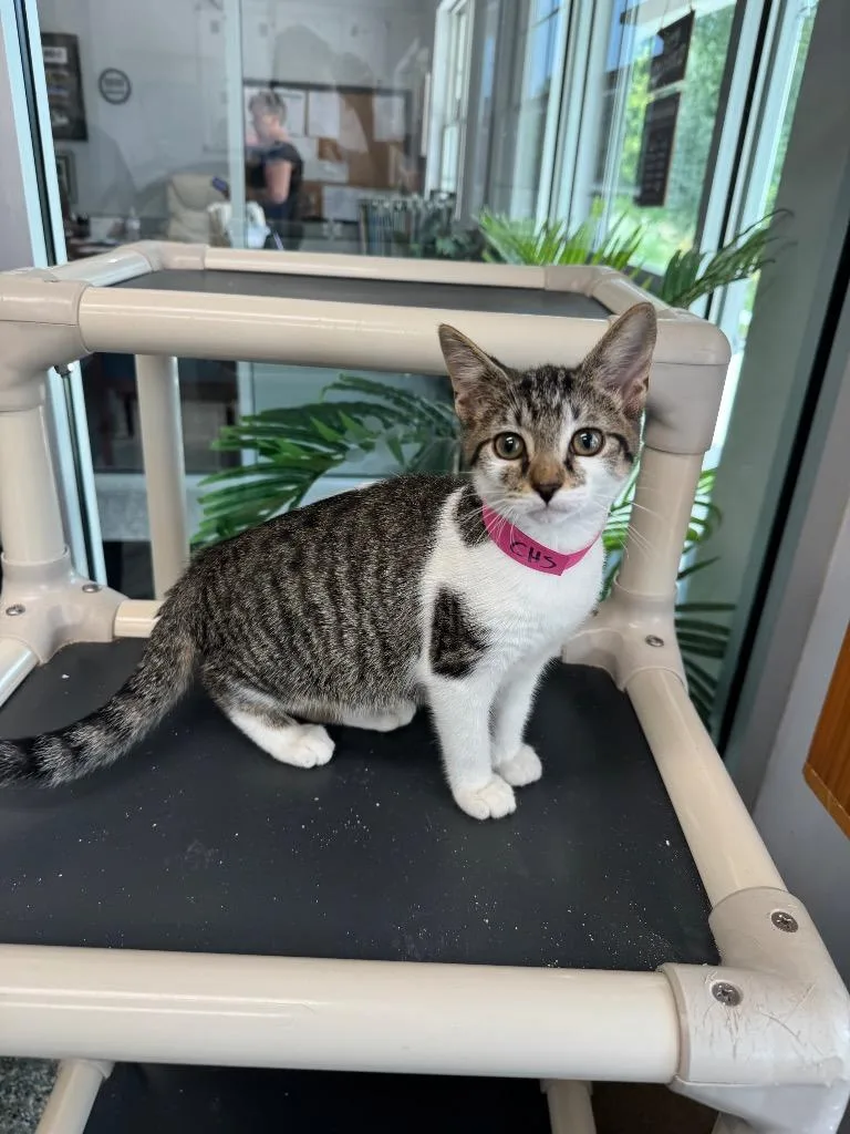 A baby small-sized female Domestic Short Hair cat named Charm for adoption in Angola, IN