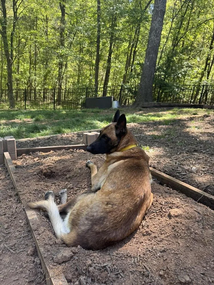 A young large-sized male Tricolor (Brown, Black, & White) Belgian Shepherd / Malinois dog named Lucian Located in for adoption in Imlay City, MI