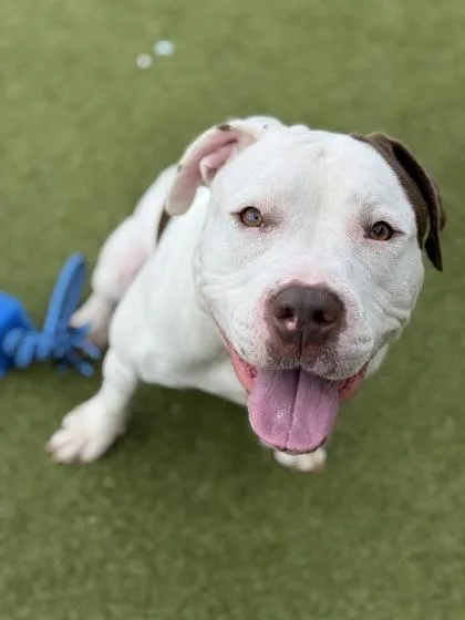 An adult large-sized female Pit Bull Terrier dog named Wynston for adoption in Atlanta, GA
