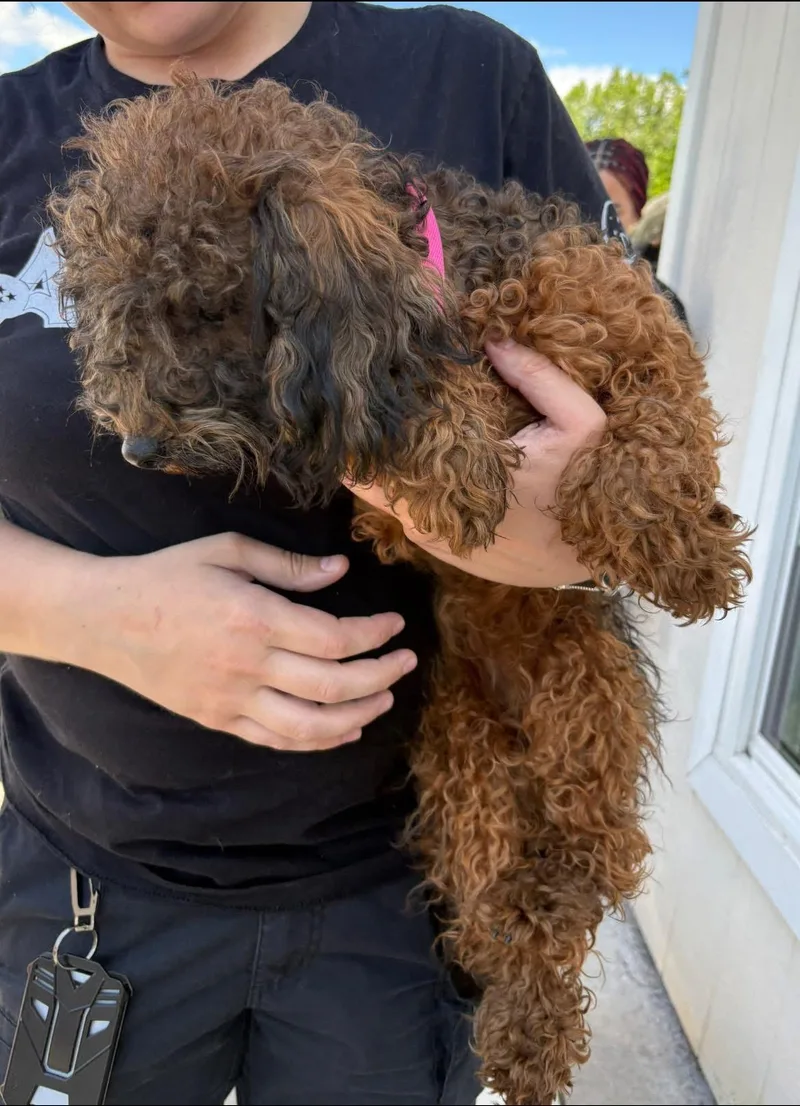 An adult small-sized female Miniature Poodle dog named Zippy for adoption in Knoxville, TN