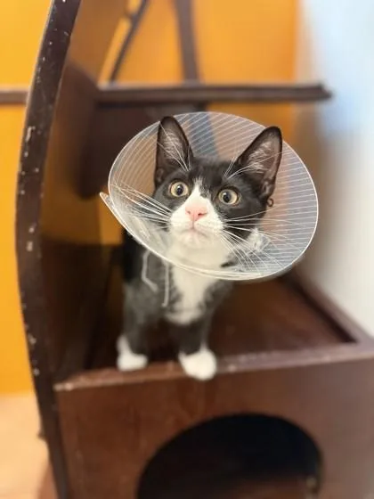 A young small-sized male Domestic Short Hair cat named Kodak for adoption in North Miami Beach, FL