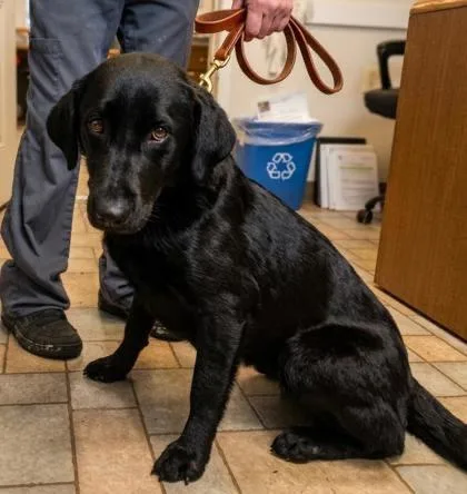 A young medium-sized male Black Labrador Retriever dog named Lacey Jo for adoption in Hollister, MO