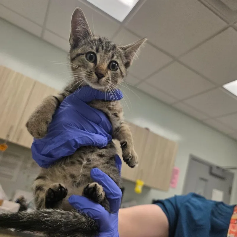 A baby small-sized male Brown / Chocolate Domestic Short Hair cat named Gold for adoption in Chattanooga, TN