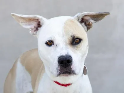 An adult large-sized female Mixed Breed dog named Olivia for adoption in Longmont, CO