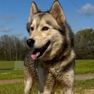 An adult medium-sized male White / Cream Siberian Husky dog named Zeus for adoption in Freeport, FL