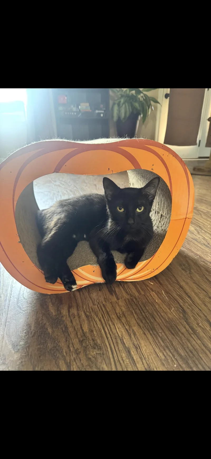 An adult medium-sized female Black Domestic Short Hair cat named Fancy for adoption in Woodlawn, TN
