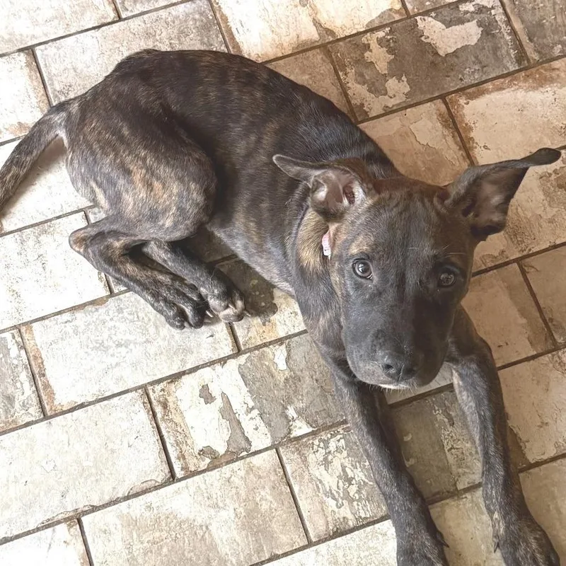 A baby medium-sized female Black Mouth Cur dog named Rhapsody for adoption in Helena, AL