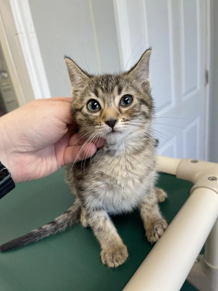 A baby medium-sized female Domestic Short Hair cat named Estella for adoption in Bolivar, MO