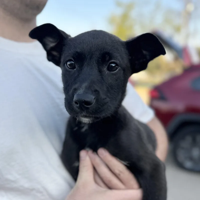 A baby medium-sized female Black Shepherd dog named Sili for adoption in Columbia, SC