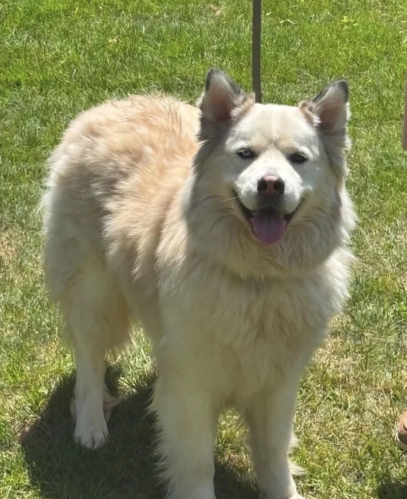 An adult large-sized male Alaskan Malamute dog named Ollie for adoption in Williamsburg, IA