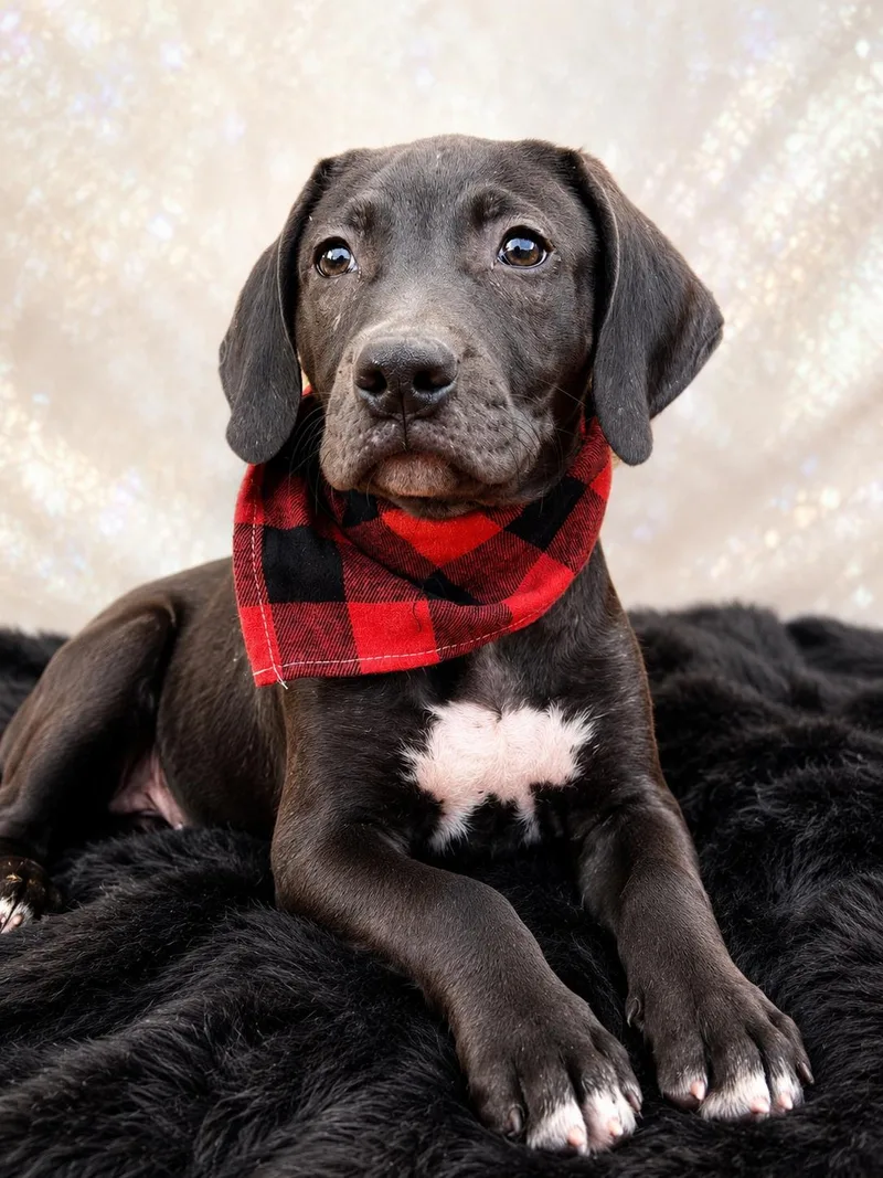 A baby large-sized male Gray / Blue / Silver Labrador Retriever dog named Slim Pickins for adoption in Nahunta, GA